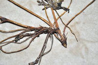 Detalle 1